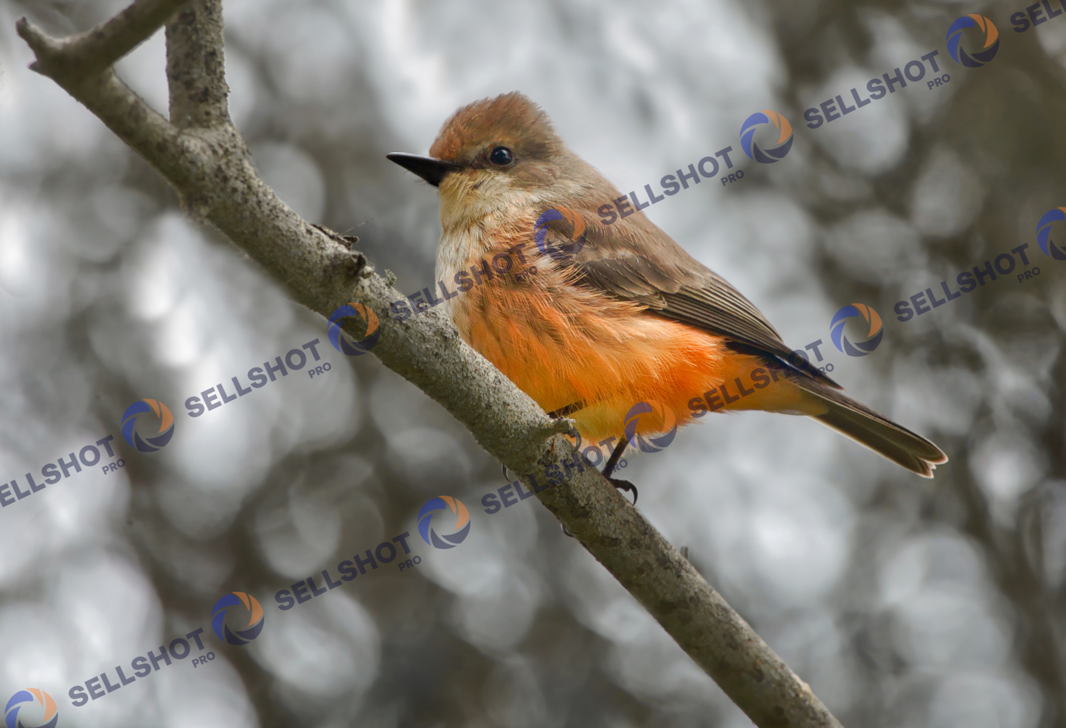 Beautiful bird on a tree branch